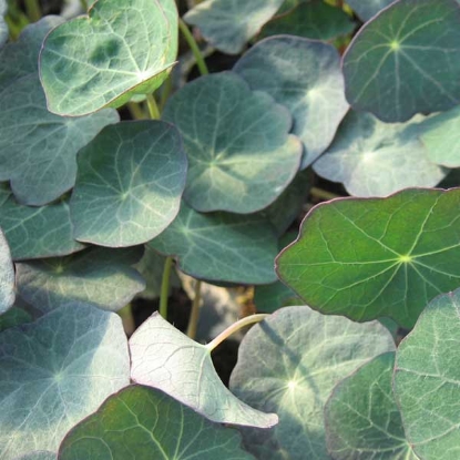 Picture of Nasturtium Blue Pepe